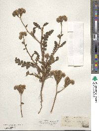 Phacelia crenulata image