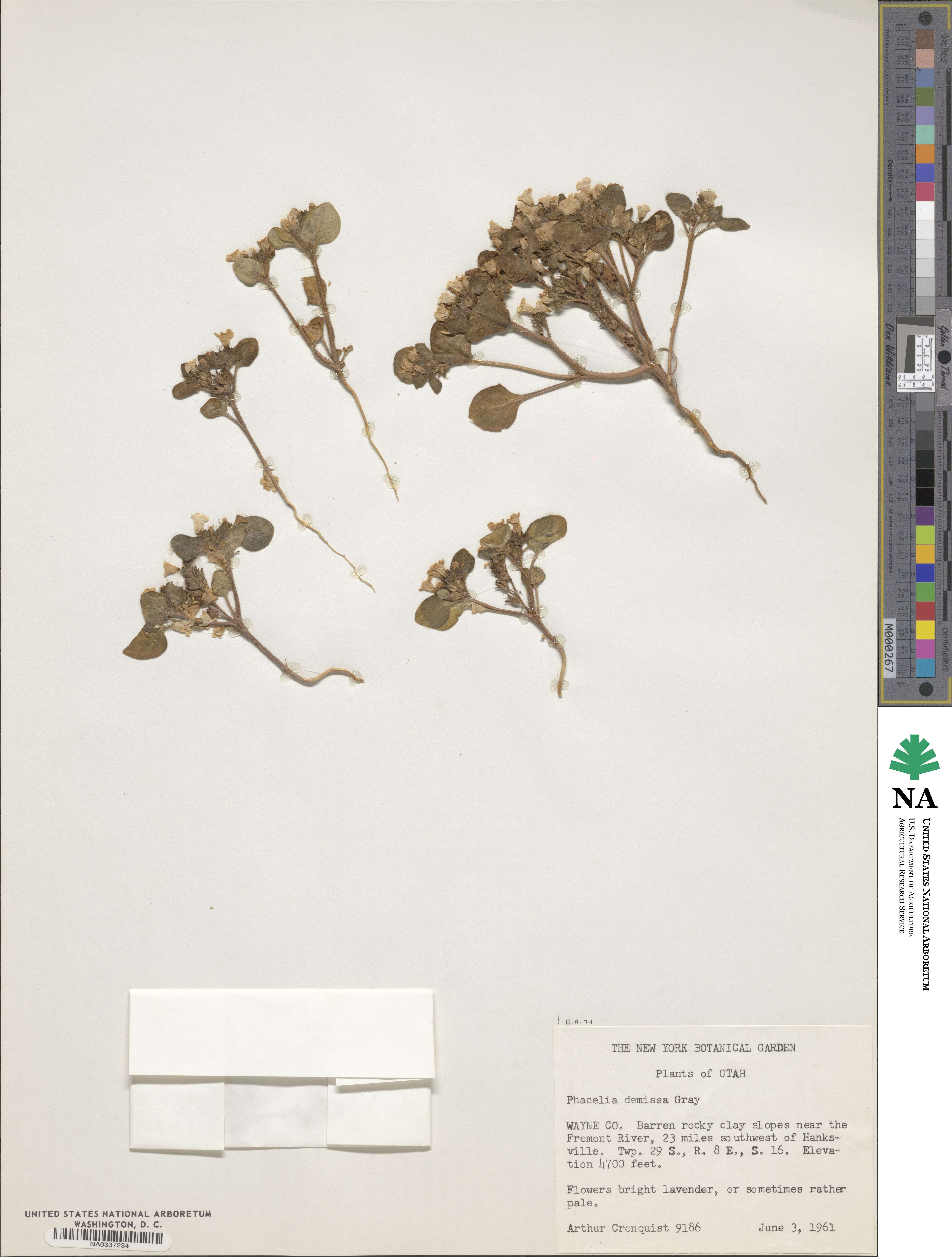 Phacelia demissa image