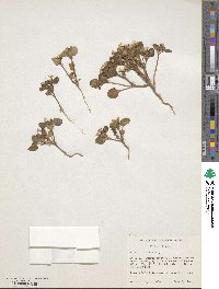 Image of Phacelia demissa