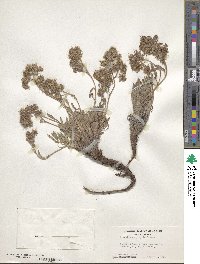 Phacelia hastata image