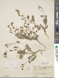 Phacelia crenulata var. minutiflora image