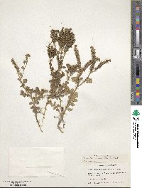 Phacelia crenulata var. minutiflora image