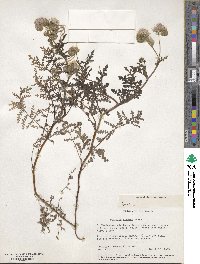 Phacelia distans image