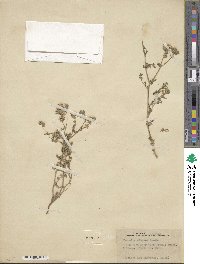 Phacelia distans image