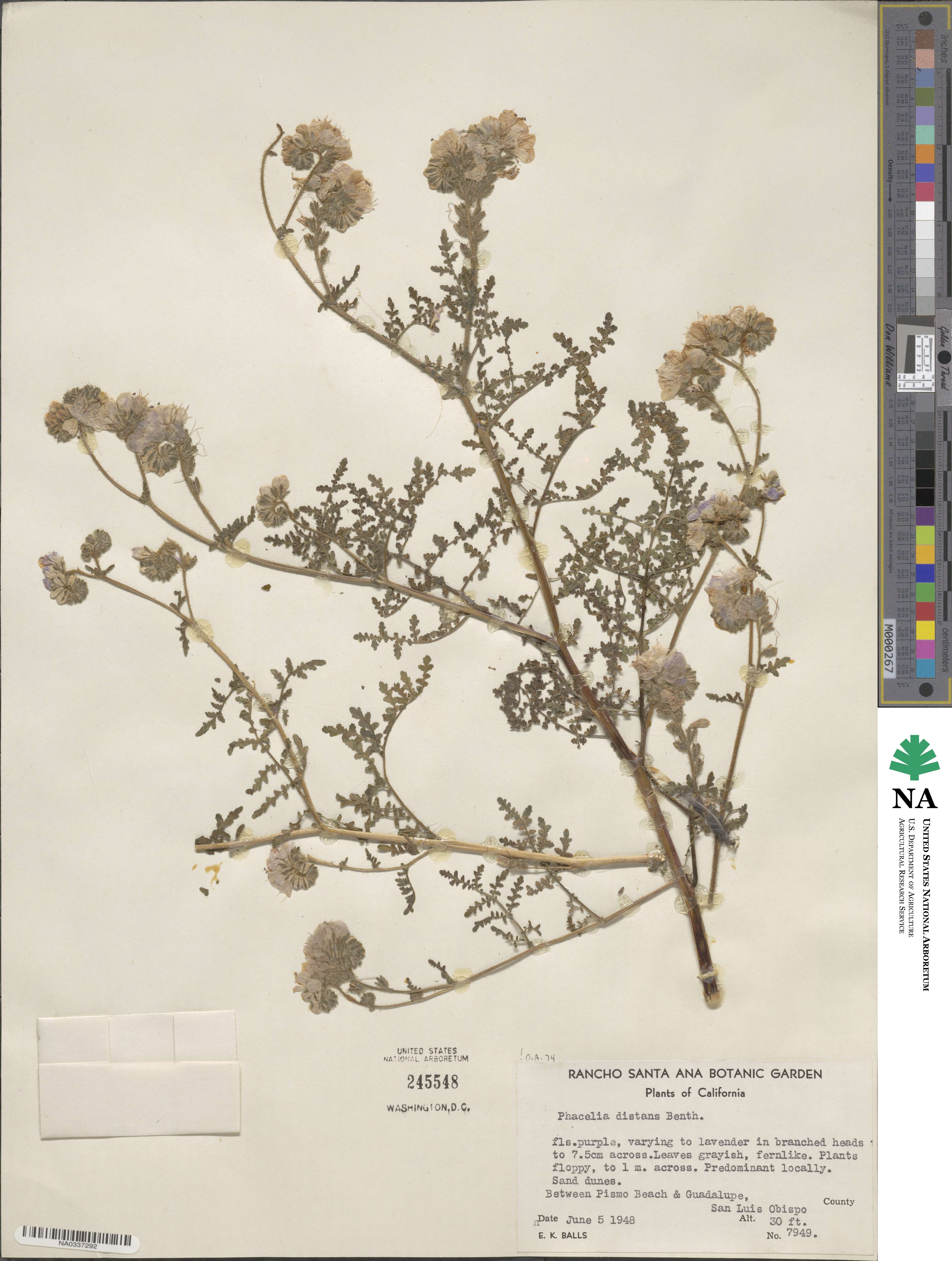 Phacelia distans image