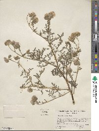 Phacelia distans image