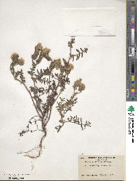 Phacelia distans image