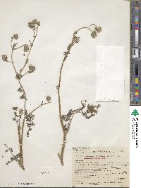 Phacelia distans image