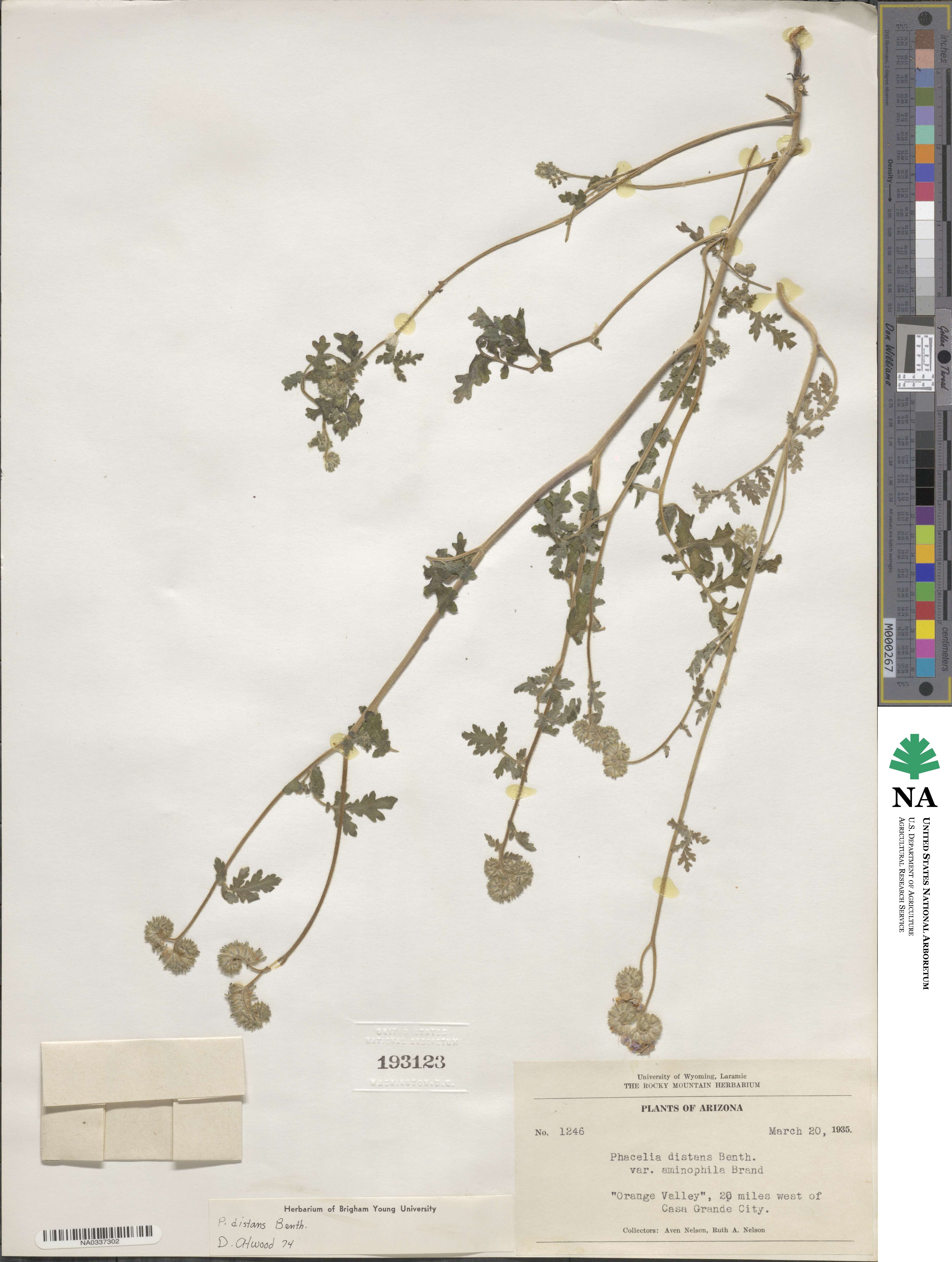 Phacelia distans image