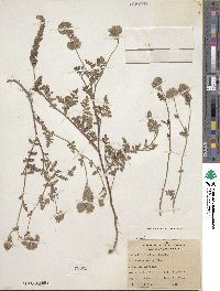 Phacelia distans image