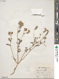 Phacelia distans image