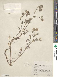 Phacelia distans image