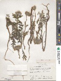 Phacelia distans image