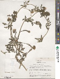 Phacelia distans image