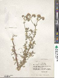 Phacelia distans image