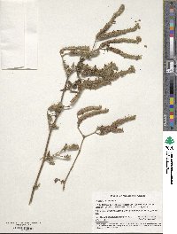 Phacelia distans image