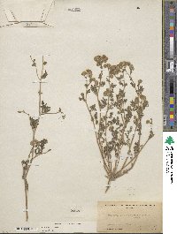 Phacelia distans image