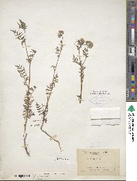 Phacelia distans image