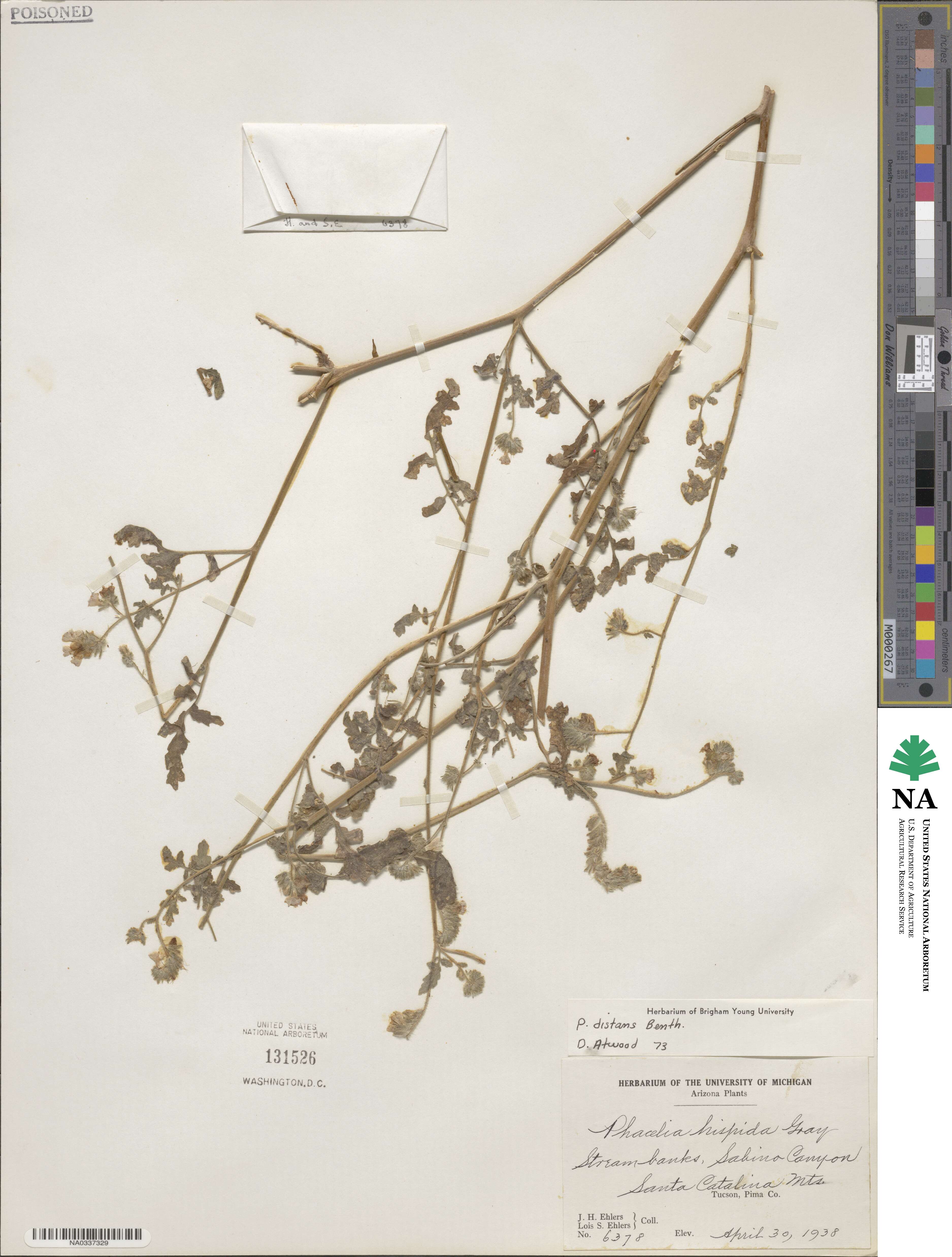 Phacelia distans image