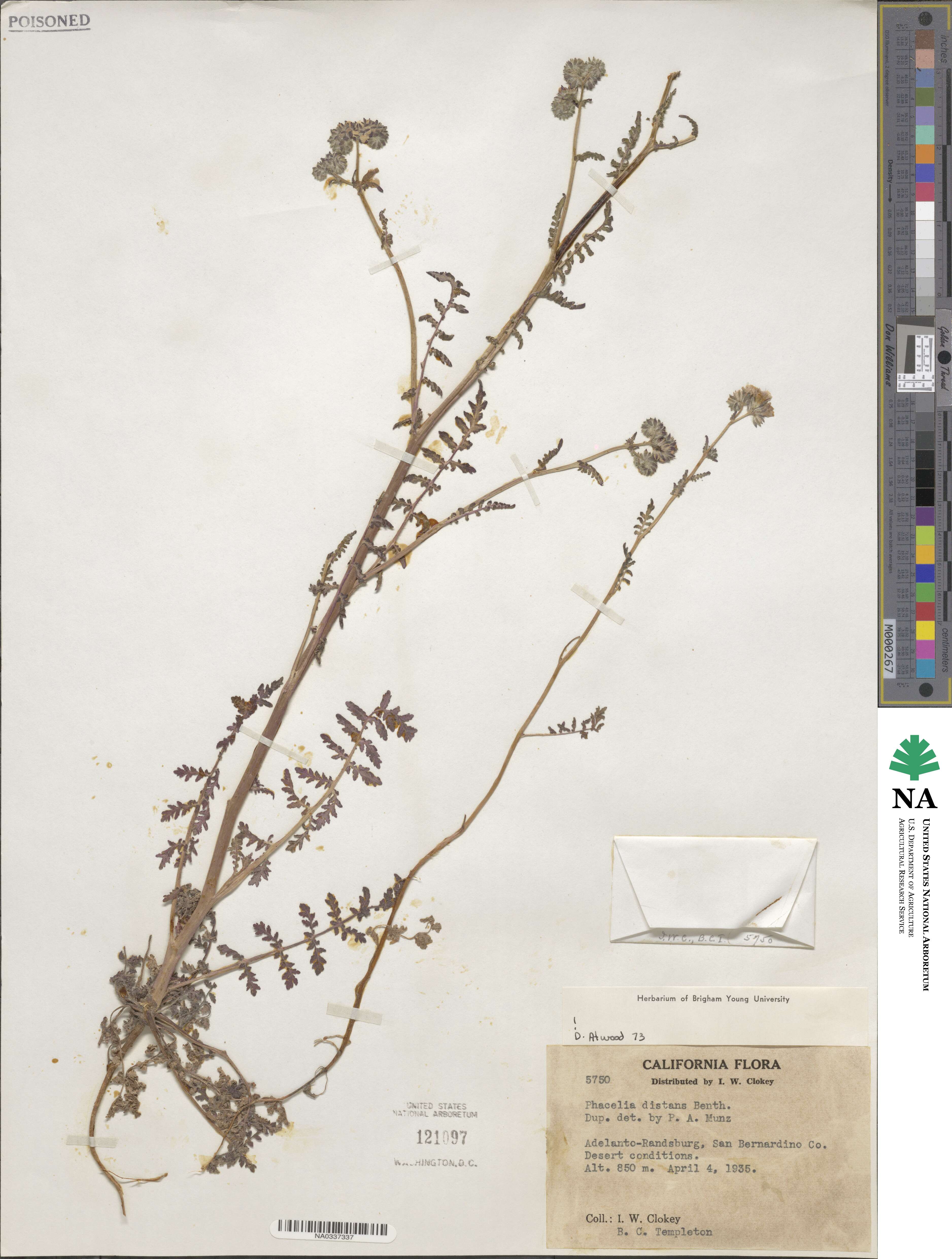 Phacelia distans image
