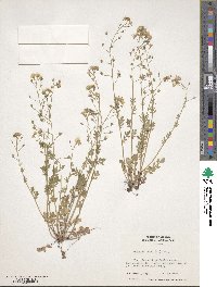 Image of Phacelia dubia