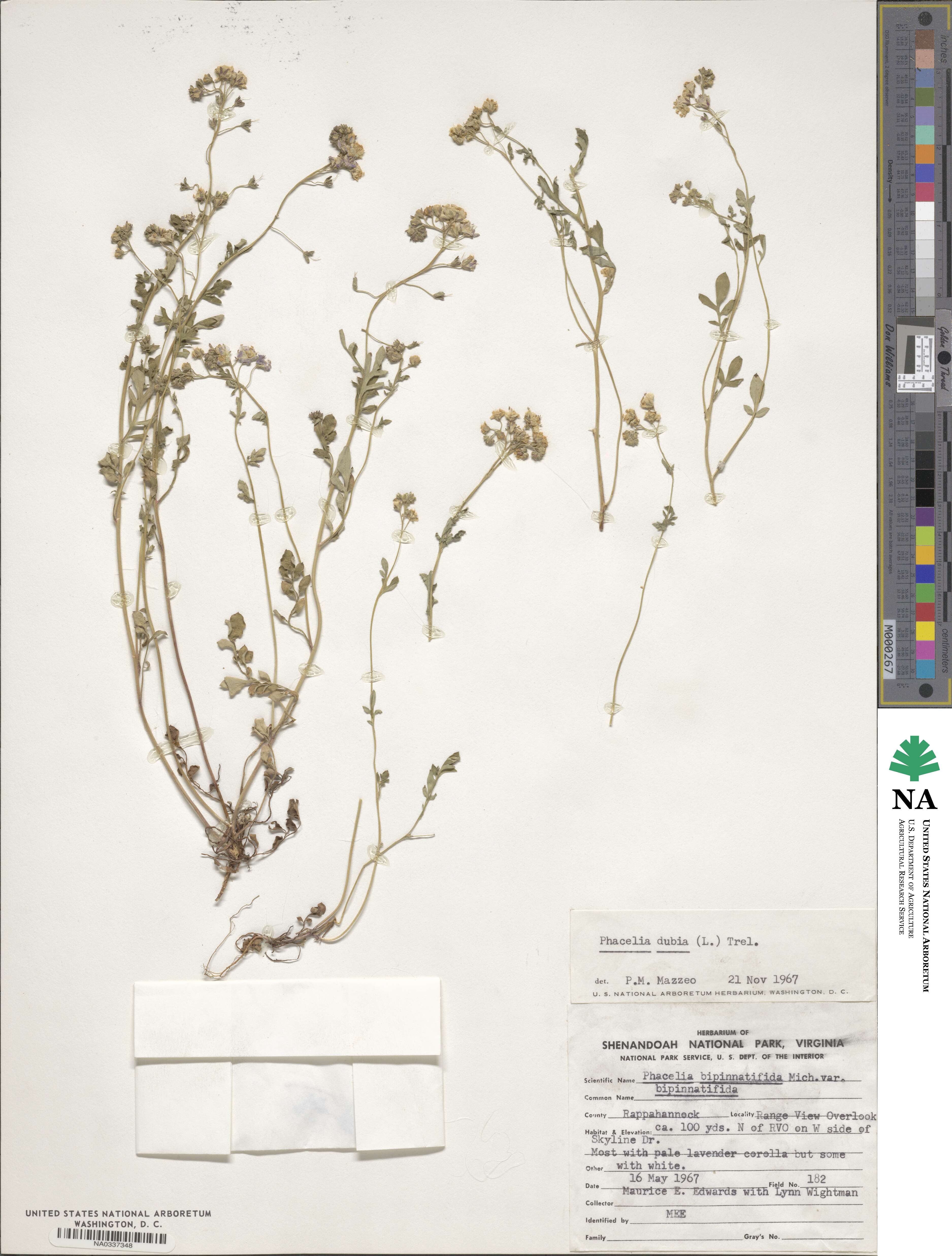 Phacelia dubia image