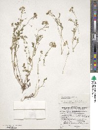 Phacelia dubia image