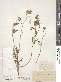 Phacelia douglasii image