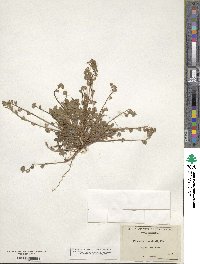 Phacelia douglasii image