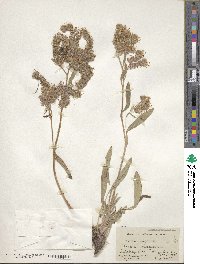 Phacelia frigida image