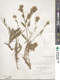 Phacelia frigida image