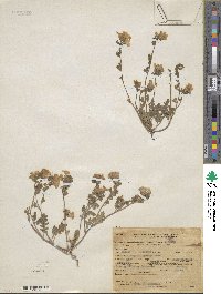 Phacelia fremontii image