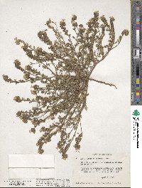 Phacelia fremontii image