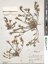 Phacelia fremontii image