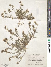 Phacelia fremontii image