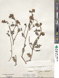 Phacelia fremontii image