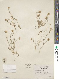 Phacelia fremontii image