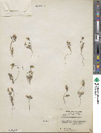 Phacelia fremontii image