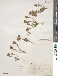 Phacelia fremontii image