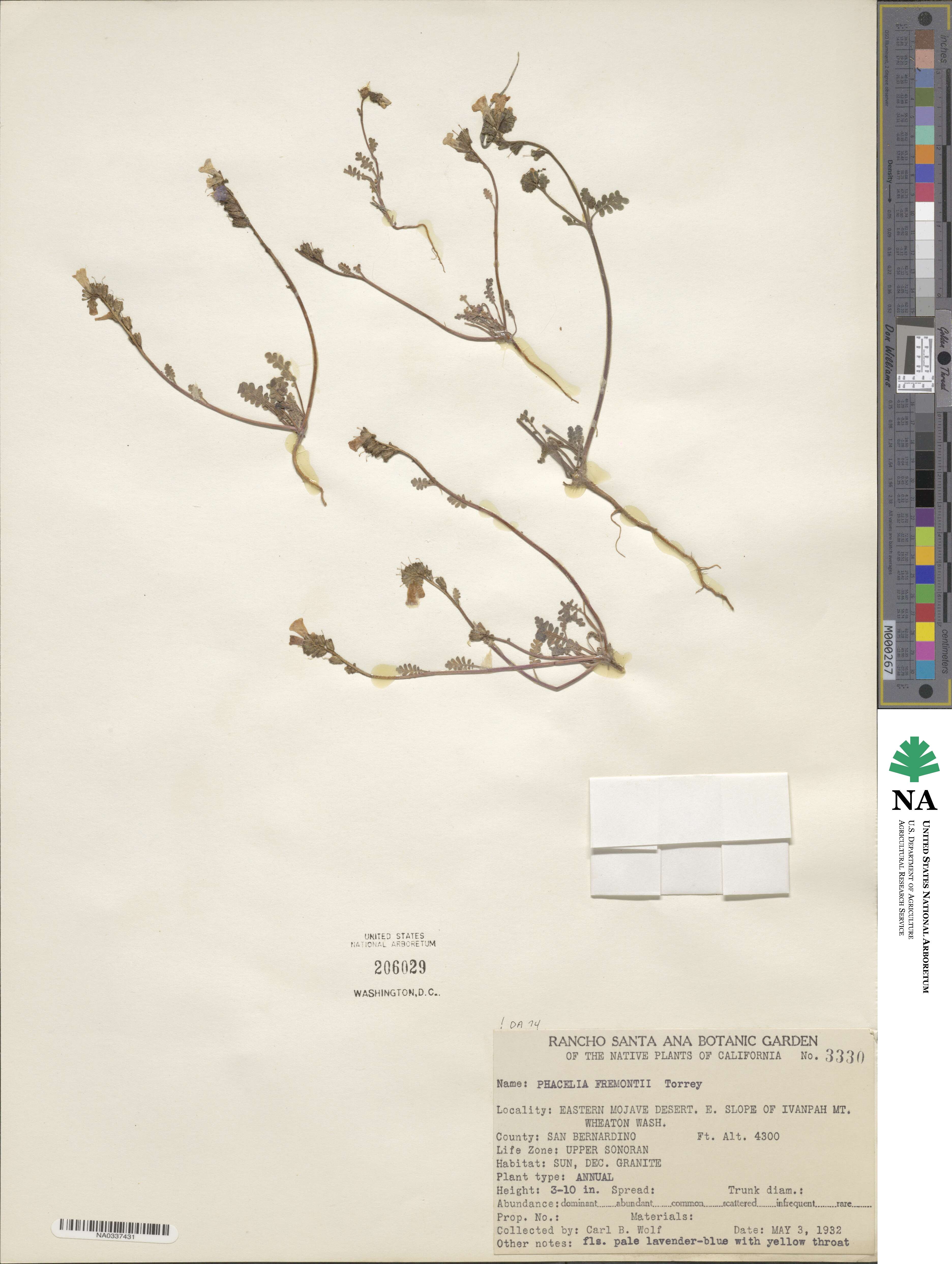 Phacelia fremontii image