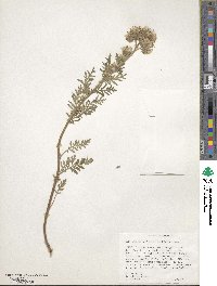 Phacelia franklinii image