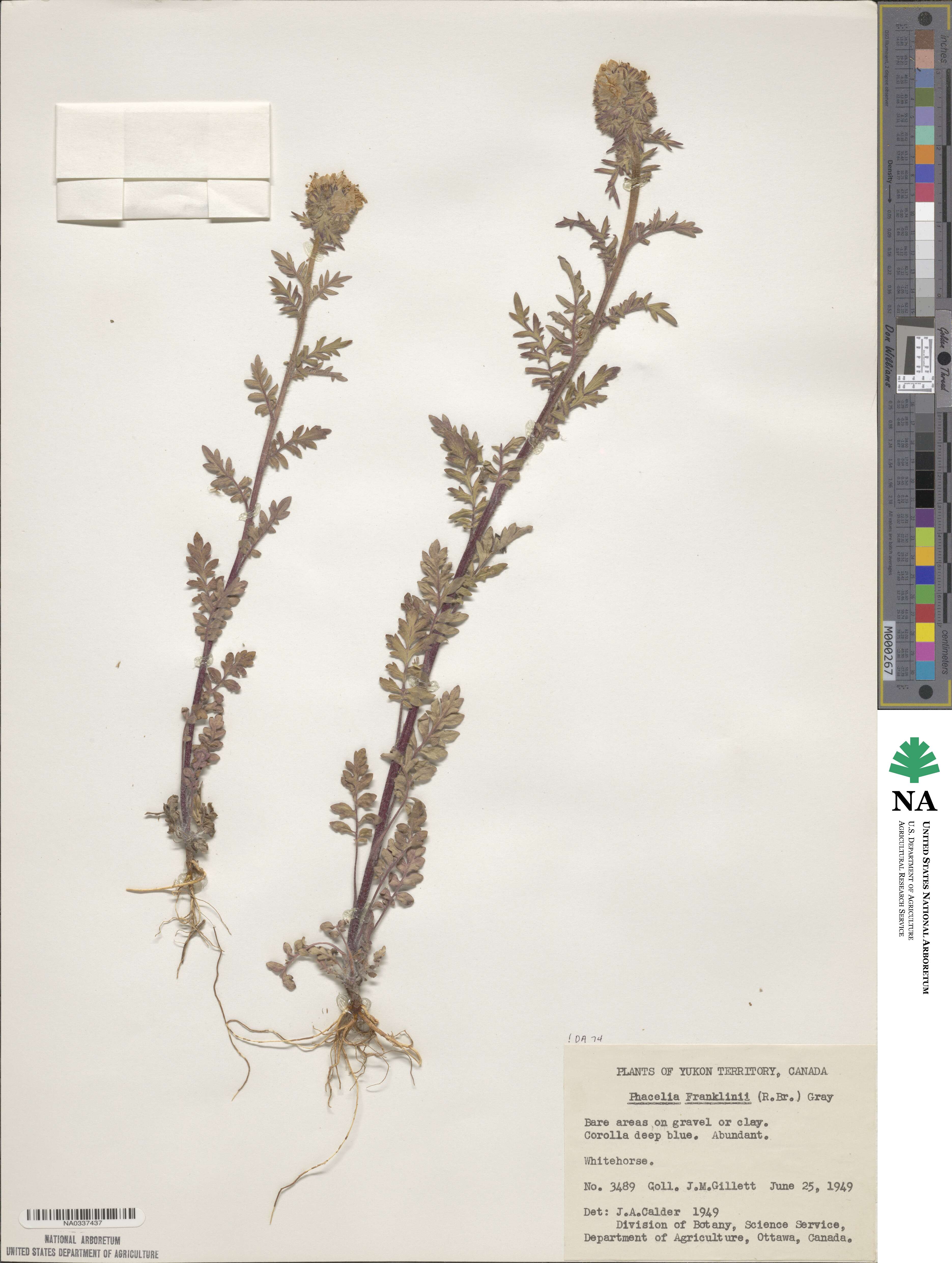 Phacelia franklinii image