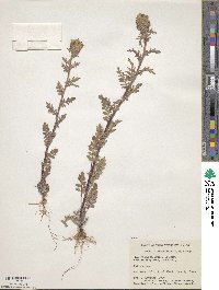 Phacelia franklinii image