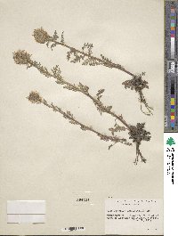 Phacelia franklinii image