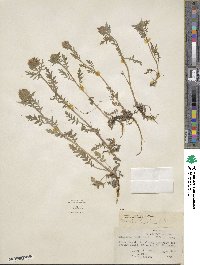 Phacelia franklinii image