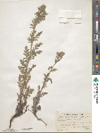 Phacelia franklinii image