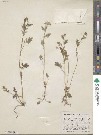 Phacelia fimbriata image