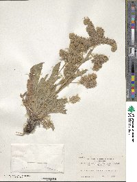 Image of Phacelia egena