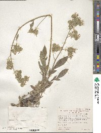 Phacelia egena image