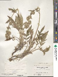 Phacelia egena image